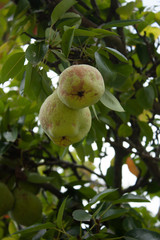 pair of pears hanging from tree still hoping to reach maturity to feed the Mexican people