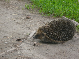 hedgehog in grass