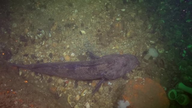 Large Ling Cod in the Emerald Sea