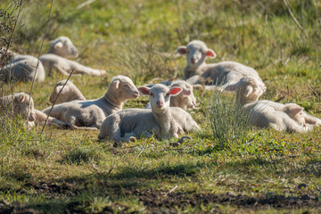 Beautiful and innocent lambs resting in the sun after grazing next to the flock © edufoto.es