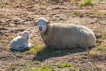 Fototapeta premium Sheep with her newborn lamb resting in the sun after grazing