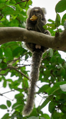 monkey