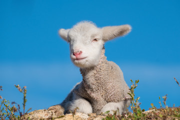 Obraz premium Beautiful and innocent lamb resting in the sun after grazing next to the flock