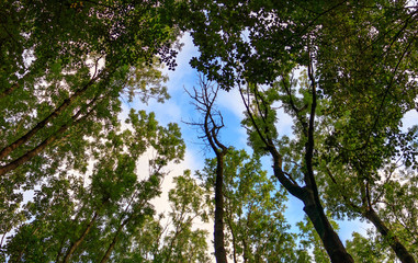 Forest park in Witkowice, Poland