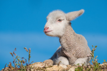 Beautiful and innocent lamb resting in the sun after grazing next to the flock