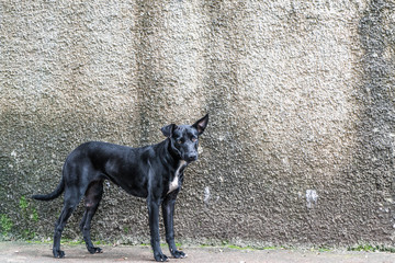 Black mutt dog in front of a rustic wall