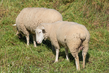 Obraz na płótnie Canvas Two merino sheep grazing in the pasture