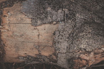 wood texture background