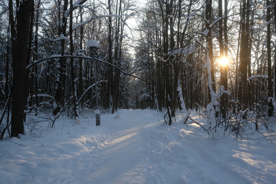 Landscape with the image of a winter forest