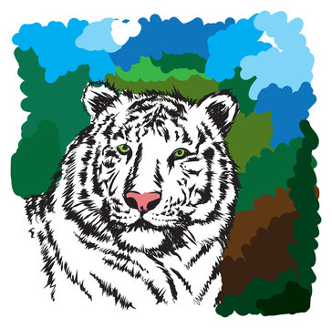 tiger vector illustration 2