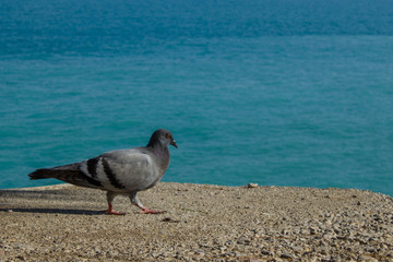 Paloma caminando por la playa