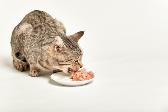 Grey tabby cat eating pieces of meat from bowl on white