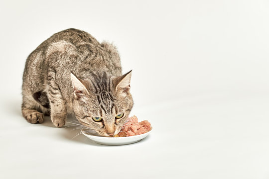 tabby cat eat food from bowl