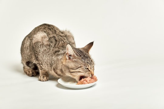 Grey tabby cat eating wet food from bowl with wide open mouth