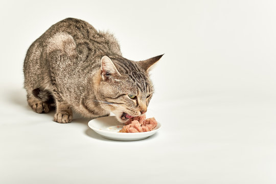 Grey tabby cat eating wet food from bowl on white