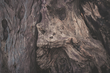wood texture background