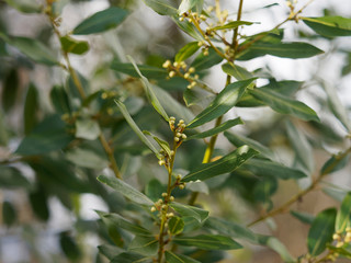 Laurus nobilis - Le laurier sauce  ou  laurier vrai
