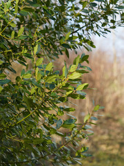 Laurus nobilis - Laurier - Laurier vrai - laurier-sauce - laurier noble ou herbe-aux-couronnes aux...