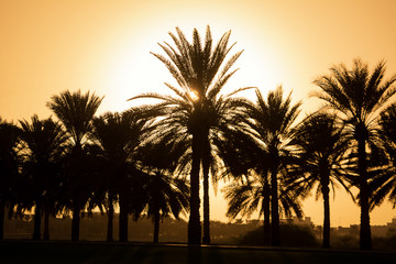 Fototapeta na wymiar Silhouette di un gruppo di palme in un tramonto incredibile