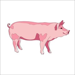 Vector illustration. Pig, side view. Color