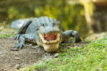 Obraz premium Alligator smiles for the camera