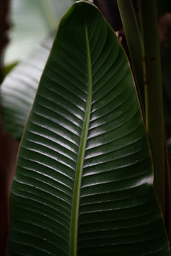 Close up of rubber plant leaf