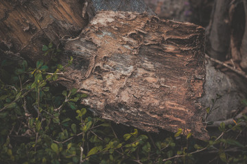 wood texture background