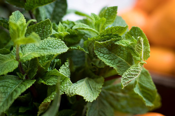 fresh mint lined up for sale at market