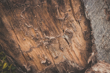 wood texture background