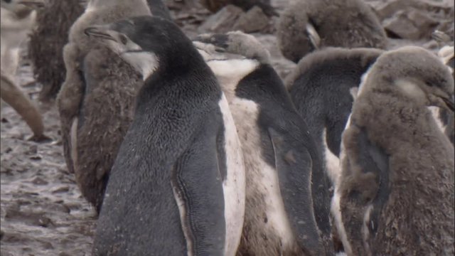 Chinstrap penguin (Pygoscelis antarctica) moulting chicks preens, adults squabble 