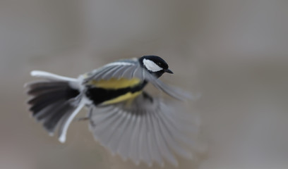 From the series of biomechanics of bird flight. Flight of the great tit