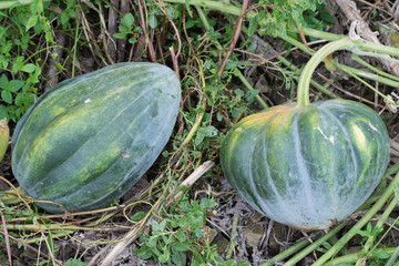 orange pumpkins at outdoor farmer market. 
