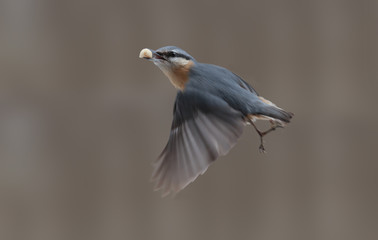 From the series of biomechanics of bird flight. Flight of the nuthatch on a gray blurred background with the kernel of the peanut in its beak ..
