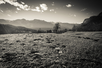 beautiful sunny day in julian alps with snow and pine tree forest in black and white, uskovnica,...