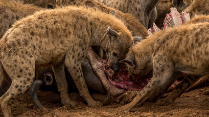 Hyenas on a Buffalo kill