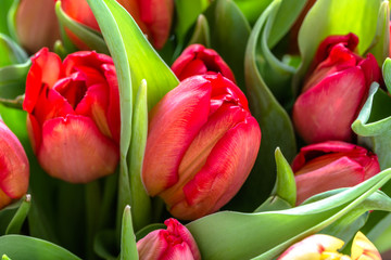 Closeup of tulips, bouquet of red flowers, background, valentines day