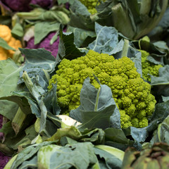 Fractal chartreuse cauliflower and broccoli hybrid aka Romanesco at market in Pacific Northwest