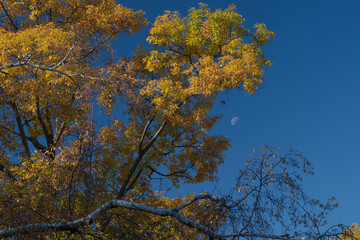 Árbol con la luna de fondo