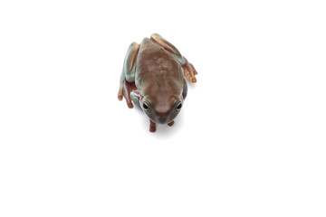 blue Giant flying frog isolated on white background