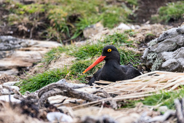 Magellenic Oystercatcher on Nest Carcass Island