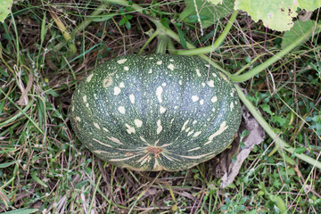 orange pumpkins at outdoor farmer market. 