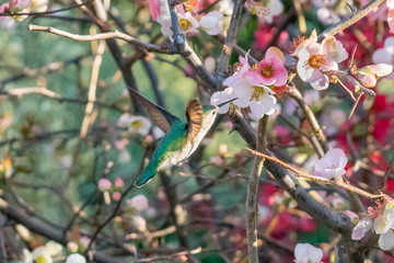 Humming Bird 1