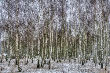 gęsty brzozowy zagajnik zimową porą przysypany śniegiem