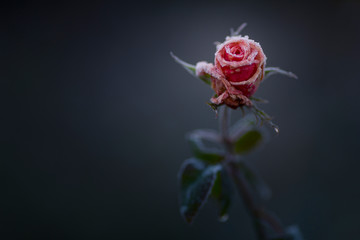 Frost on Rose