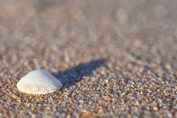 Close up of a seashell on the sand of the sea sunny evening, copy Space