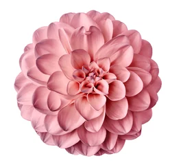 Tuinposter pink  flower dahlia  on a white  background isolated  with clipping path. Closeup.  for design. Dahlia. © nadezhda F