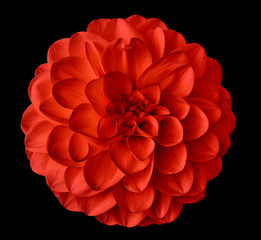 Red  flower dahlia  on the black background isolated  with clipping path. Closeup.  For design. Dahlia.