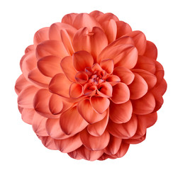 light red  flower dahlia  on a white  background isolated  with clipping path. Closeup.  for...