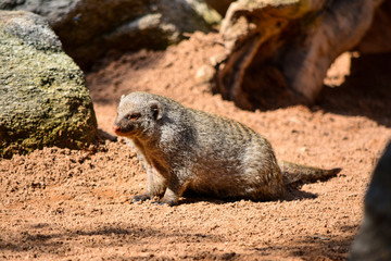 mangosta rayada Mungos mungo