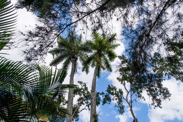 Royal Palm (Roystonea regia) tree